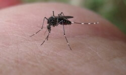 How To Keep Your Home Dengue Free?